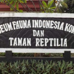Museum Komodo Indonesia